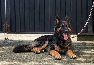 6-12 months Male Purebred German Shepherd