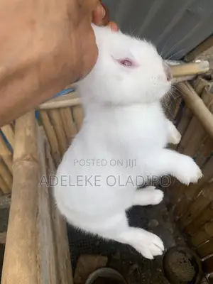 3month Female Baby Rabbit for Sale