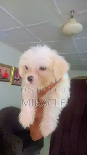 1-3 months Male Purebred Lhasa Apso