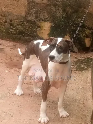 1+ year Female Purebred American Pit Bull Terrier