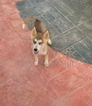 1-3 months Female Purebred Siberian Husky