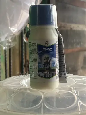 Velum Prime