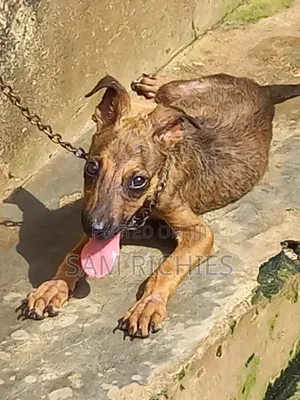 1-3 months Male Purebred German Shepherd