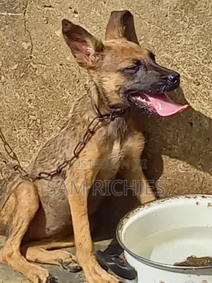 1-3 months Female Purebred German Shepherd