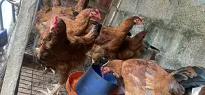 Big Noiler Chicken for Sale – Healthy Mature