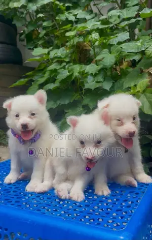 0-1 month Female Purebred American Eskimo