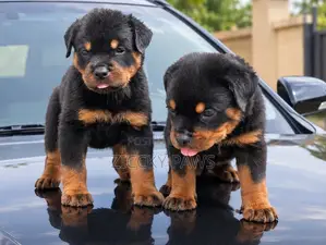 1-3 months Female Purebred Rottweiler