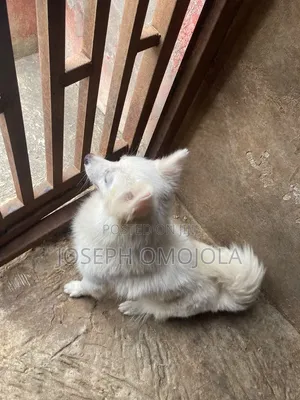 1+ year Female Purebred American Eskimo