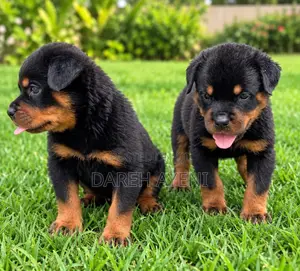 1-3 months Female Purebred Rottweiler