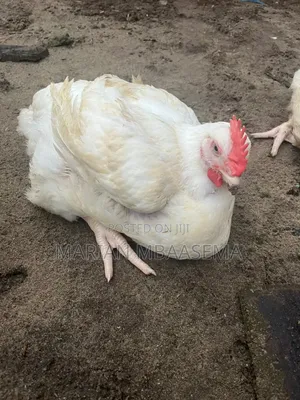 Chicken for Sell