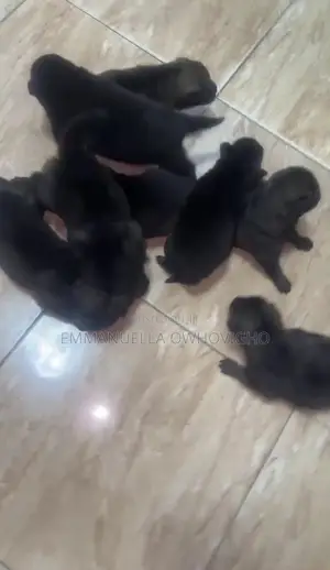 0-1 month Male Purebred German Shepherd