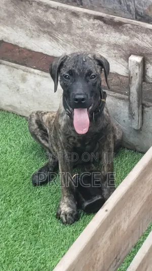 1-3 months Male Purebred Boerboel