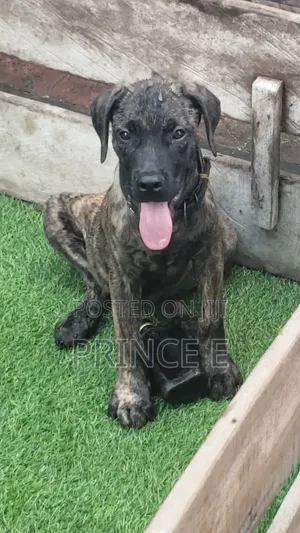 1-3 months Male Purebred Boerboel