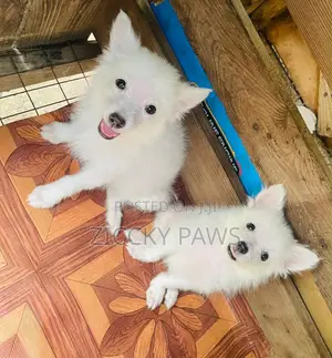1-3 months Female Purebred American Eskimo