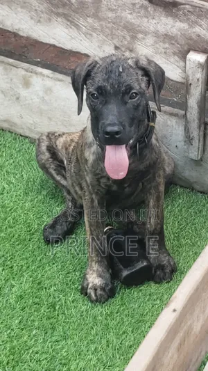 1-3 months Male Purebred Boerboel