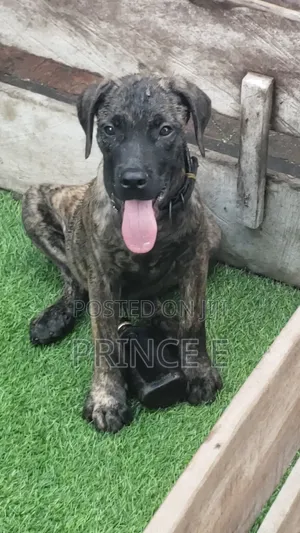 1-3 months Male Purebred Boerboel
