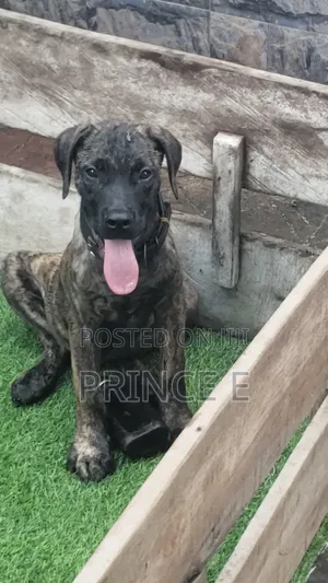 1-3 months Male Purebred Boerboel