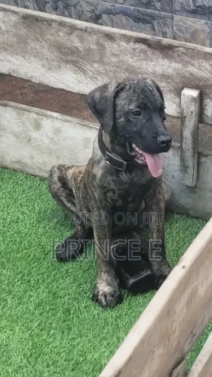 1-3 months Male Purebred Boerboel