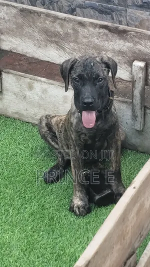 1-3 months Male Purebred Boerboel