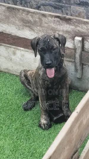 1-3 months Male Purebred Boerboel