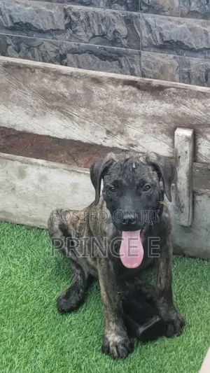 1-3 months Male Purebred Boerboel