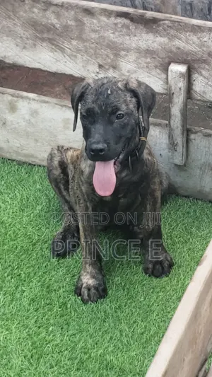 1-3 months Male Purebred Boerboel