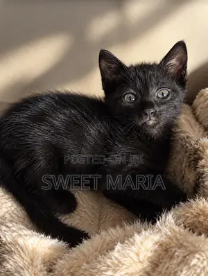 1-3 months Male Purebred Bombay