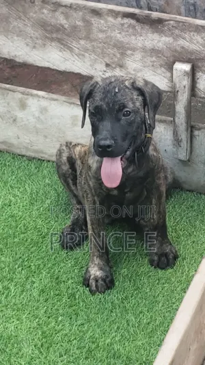 1-3 months Male Purebred Boerboel