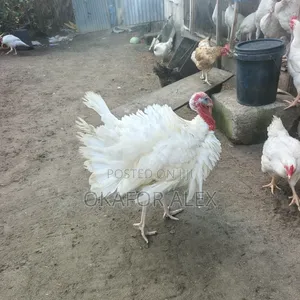 Foreign and Local Turkeys for Sale
