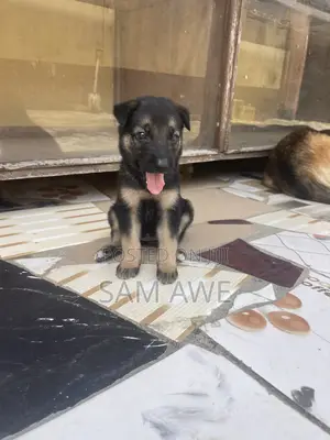 0-1 month Female Purebred German Shepherd