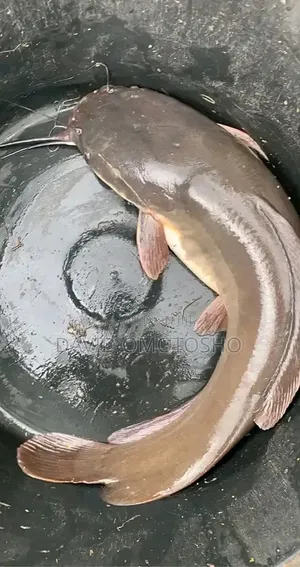 Fresh Catfish (Table Size)