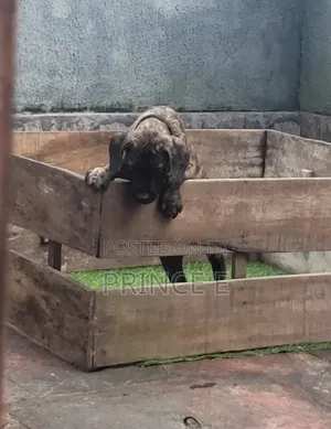 1-3 months Male Purebred Boerboel