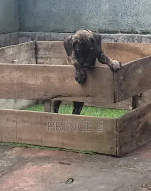 1-3 months Male Purebred Boerboel