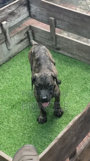 1-3 months Male Purebred Boerboel
