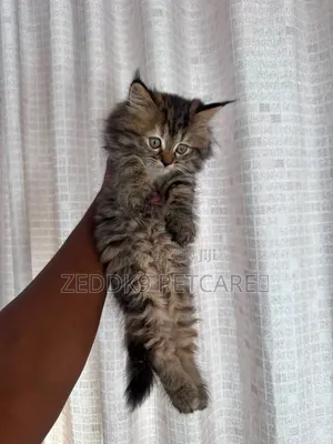 1-3 months Female Purebred Persian
