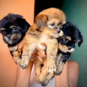 1-3 months Male Purebred Lhasa Apso