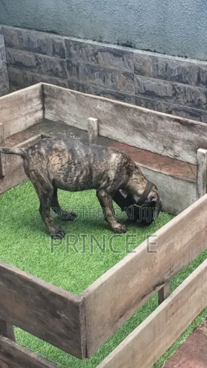 1-3 months Male Purebred Boerboel