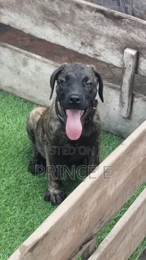 1-3 months Female Purebred Boerboel
