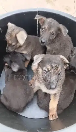 1-3 months Male Purebred German Shepherd