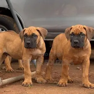 3-6 months Female Purebred Boerboel