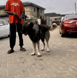 2 Years Old Male Caucasian Shepherd Available for Stud Service