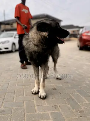 2 Years Old Male Caucasian Shepherd Available for Stud Service
