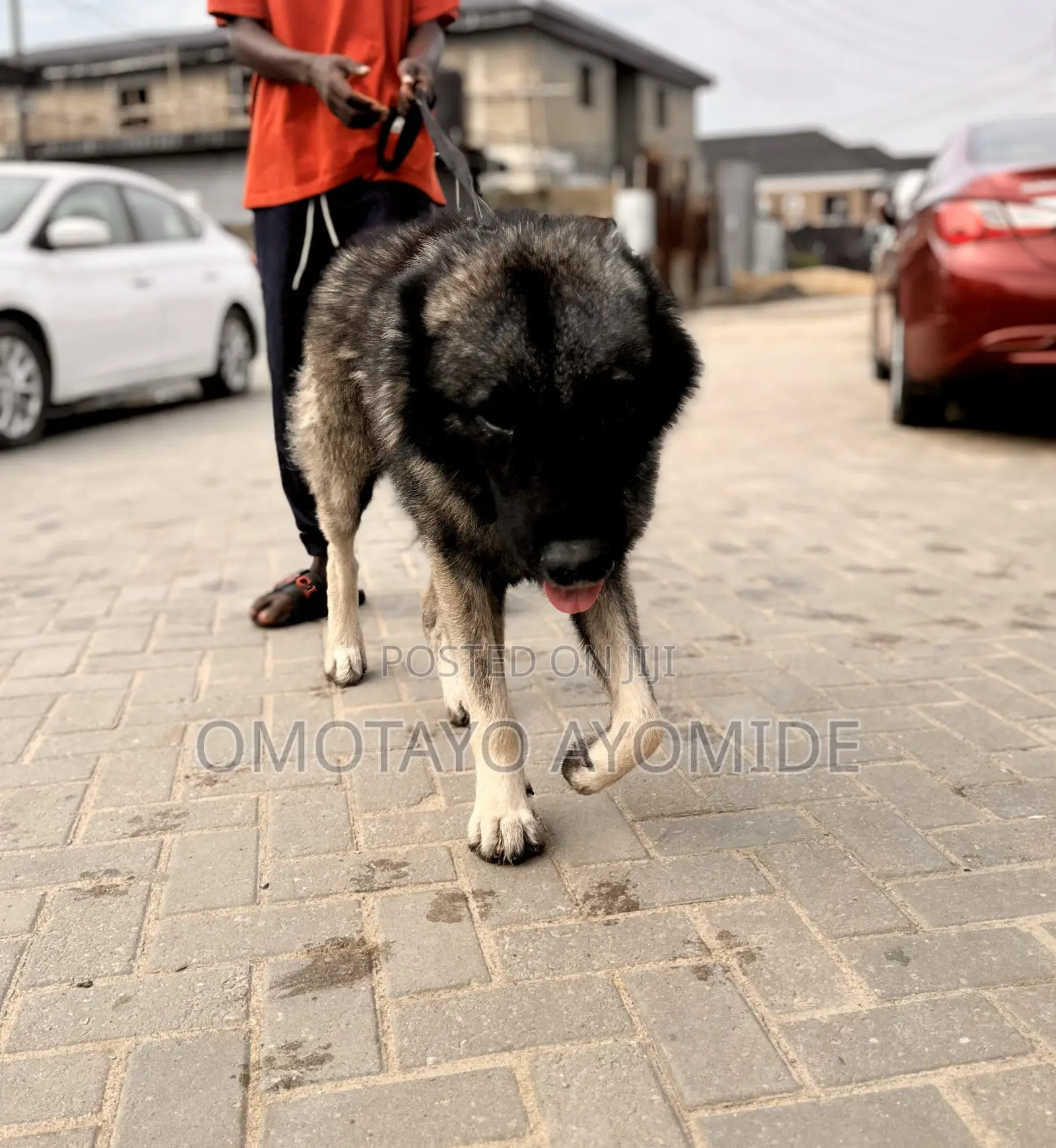 2 Years Old Male Caucasian Shepherd Available for Stud Service