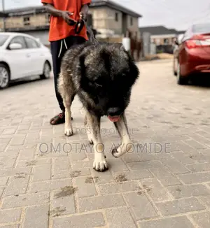 2 Years Old Male Caucasian Shepherd Available for Stud Service