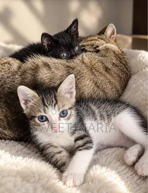 1-3 months Female Mixed Breed Tabby