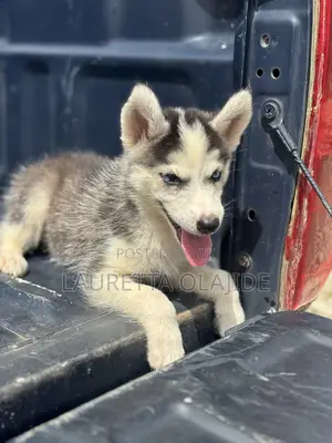 1-3 months Male Purebred Siberian Husky