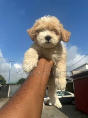 1-3 months Female Purebred Lhasa Apso