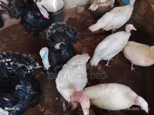 Mature Male and Laying Female Turkey Is Available