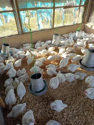 Mature Male and Laying Female Turkey Is Available
