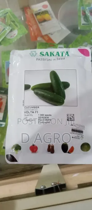 Quality Cucumber Seeds for Farming – D Agro Agribusiness